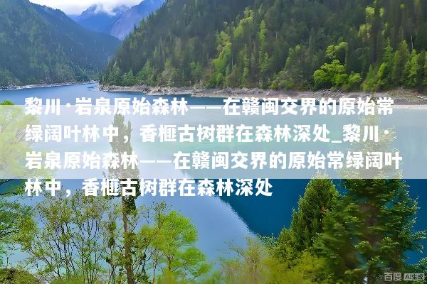 黎川·岩泉原始森林——在赣闽交界的原始常绿阔叶林中，香榧古树群在森林深处_黎川·岩泉原始森林——在赣闽交界的原始常绿阔叶林中，香榧古树群在森林深处