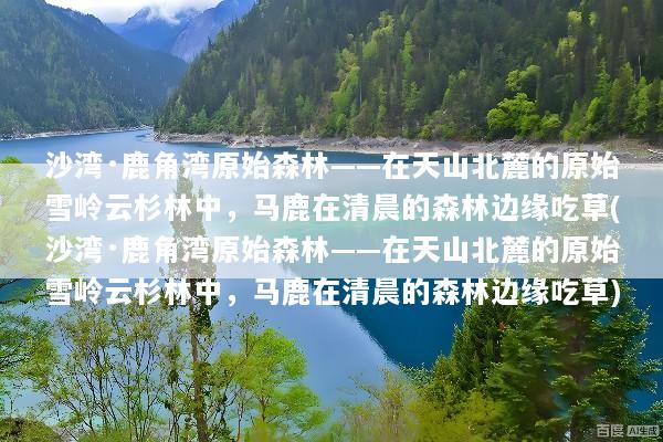 沙湾·鹿角湾原始森林——在天山北麓的原始雪岭云杉林中，马鹿在清晨的森林边缘吃草(沙湾·鹿角湾原始森林——在天山北麓的原始雪岭云杉林中，马鹿在清晨的森林边缘吃草)